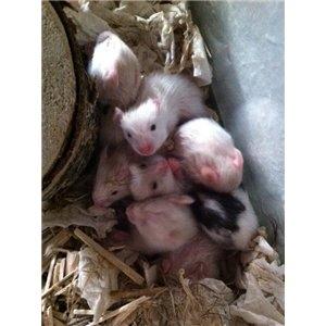 Hamster oskar R.I.P. elsket aldrig glemt billede 7