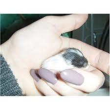 Hamster oskar R.I.P. elsket aldrig glemt billede 8