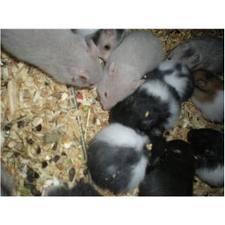 Hamster oskar R.I.P. elsket aldrig glemt billede 9