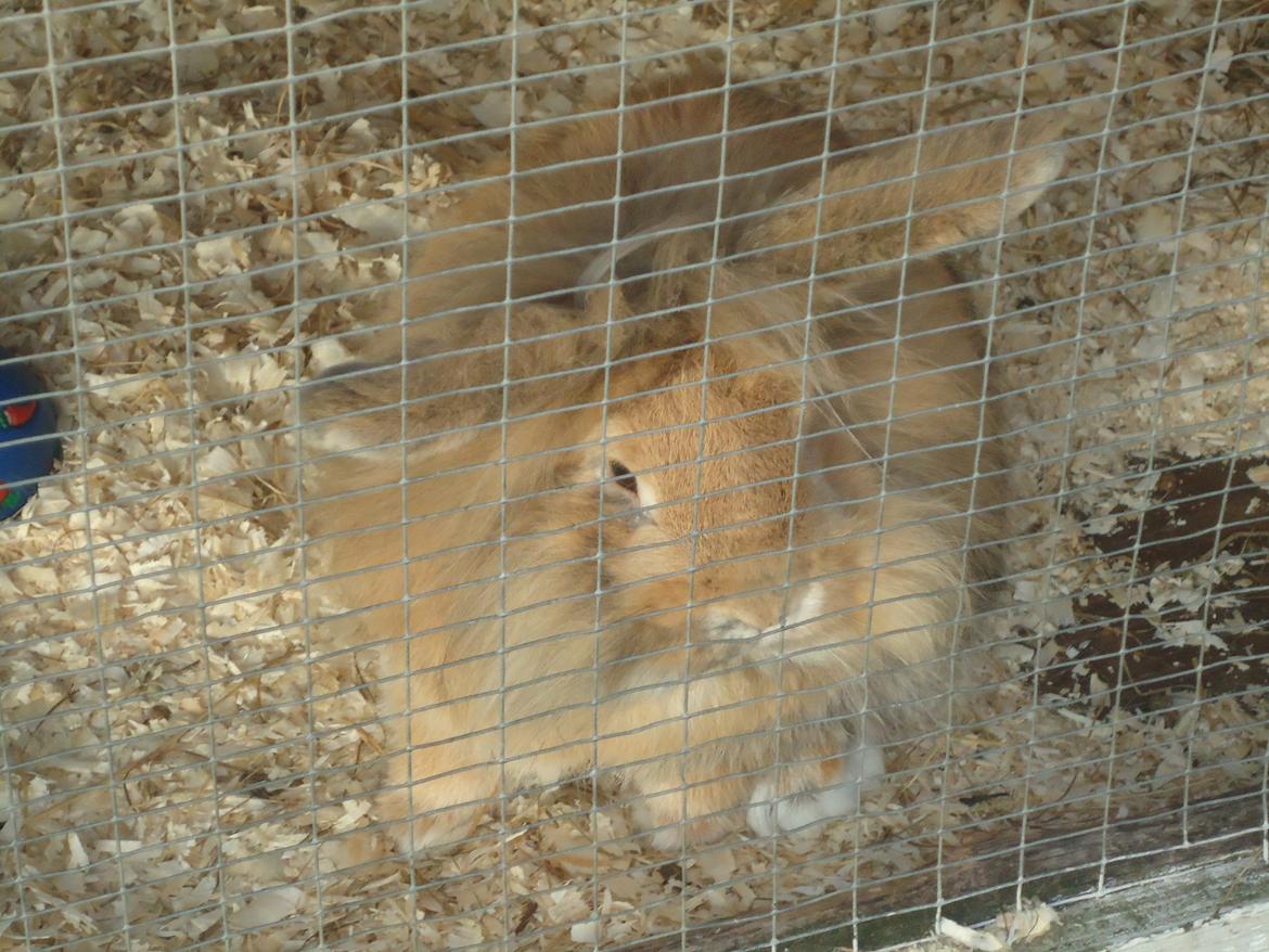 Kanin Peanut billede 12