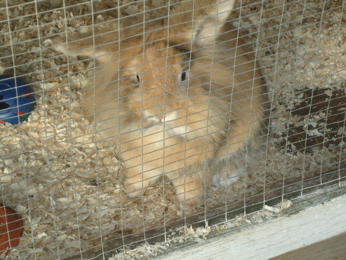 Kanin Peanut billede 13