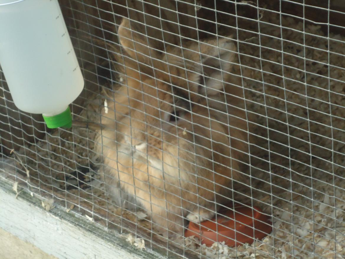 Kanin Peanut billede 14