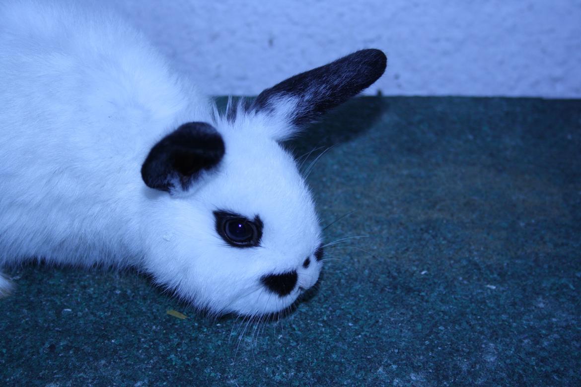 Kanin Spot billede 4