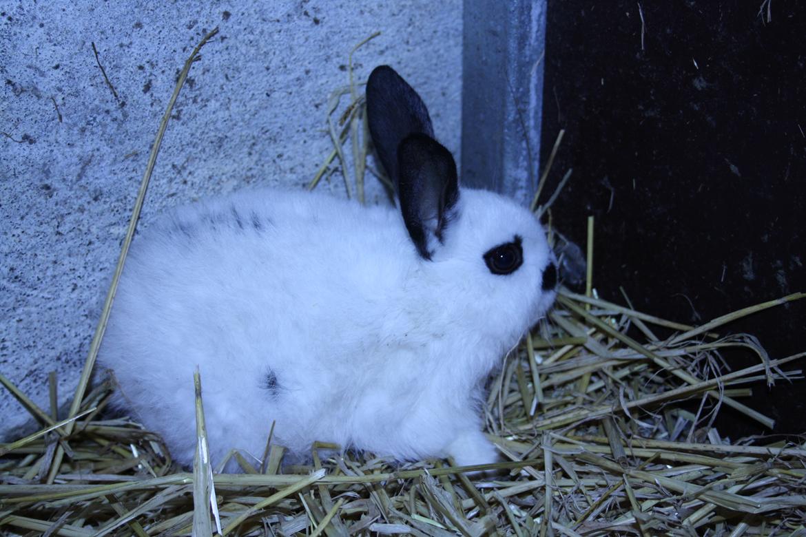 Kanin Spot billede 5