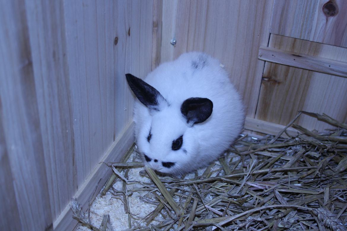 Kanin Spot billede 7