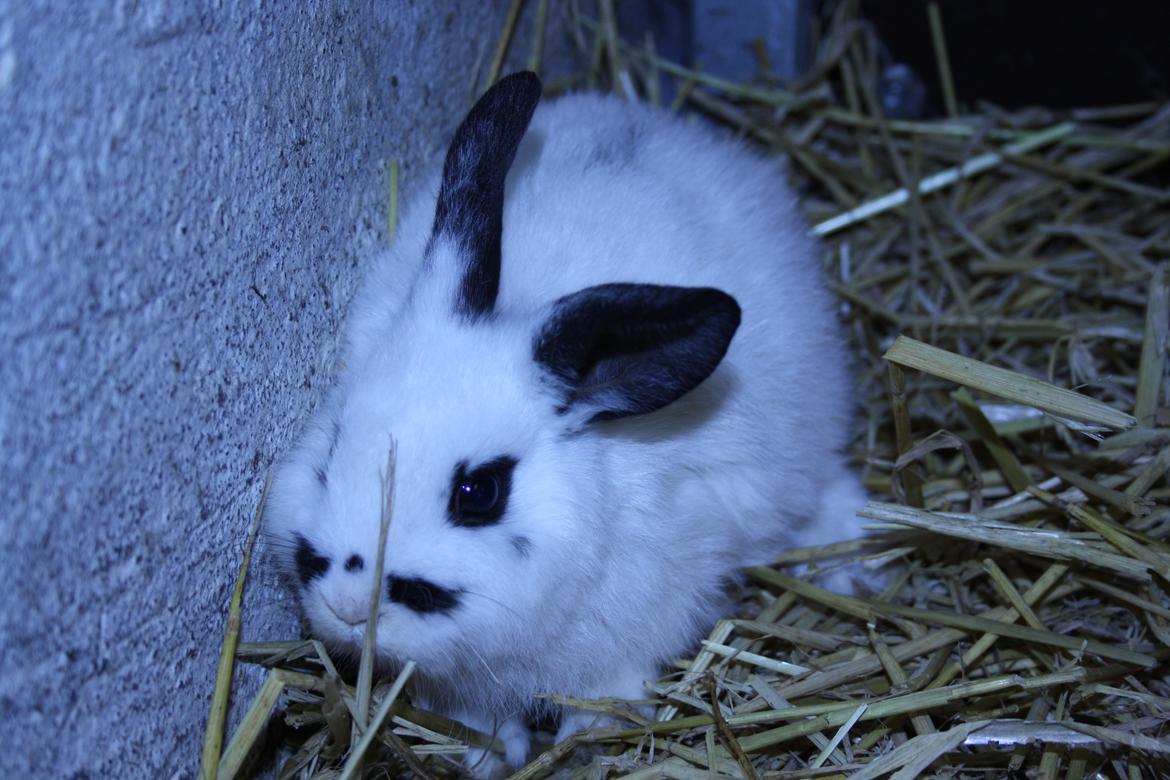 Kanin Spot billede 8