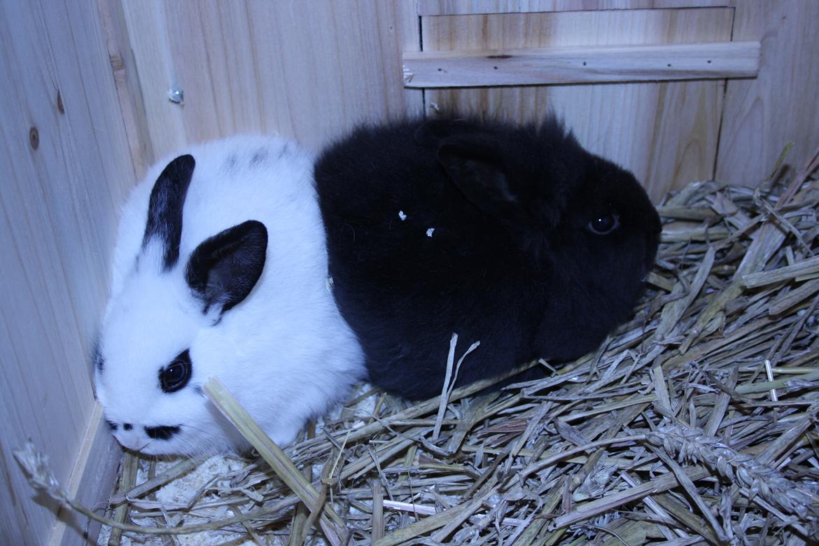 Kanin Spot billede 9