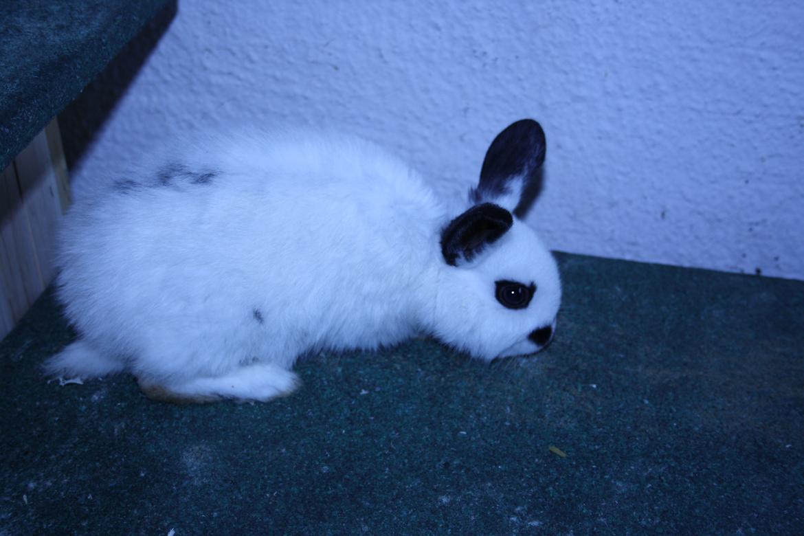 Kanin Spot billede 12