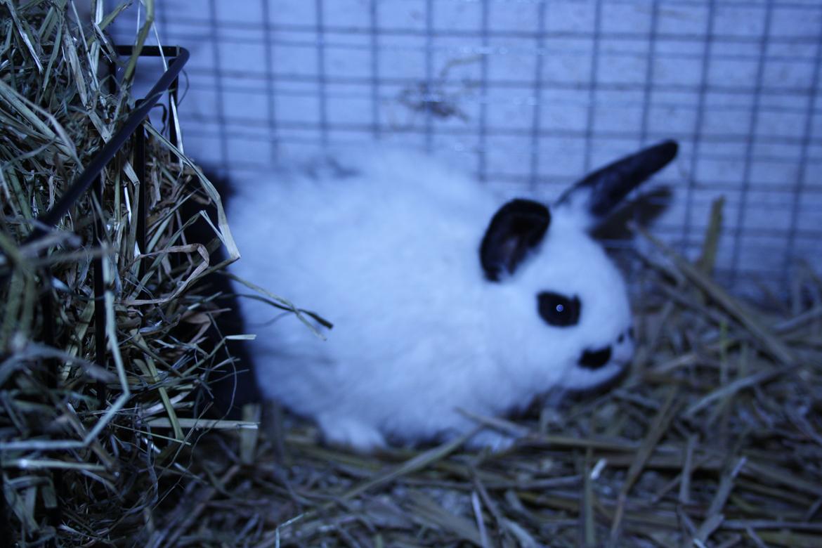 Kanin Spot billede 13