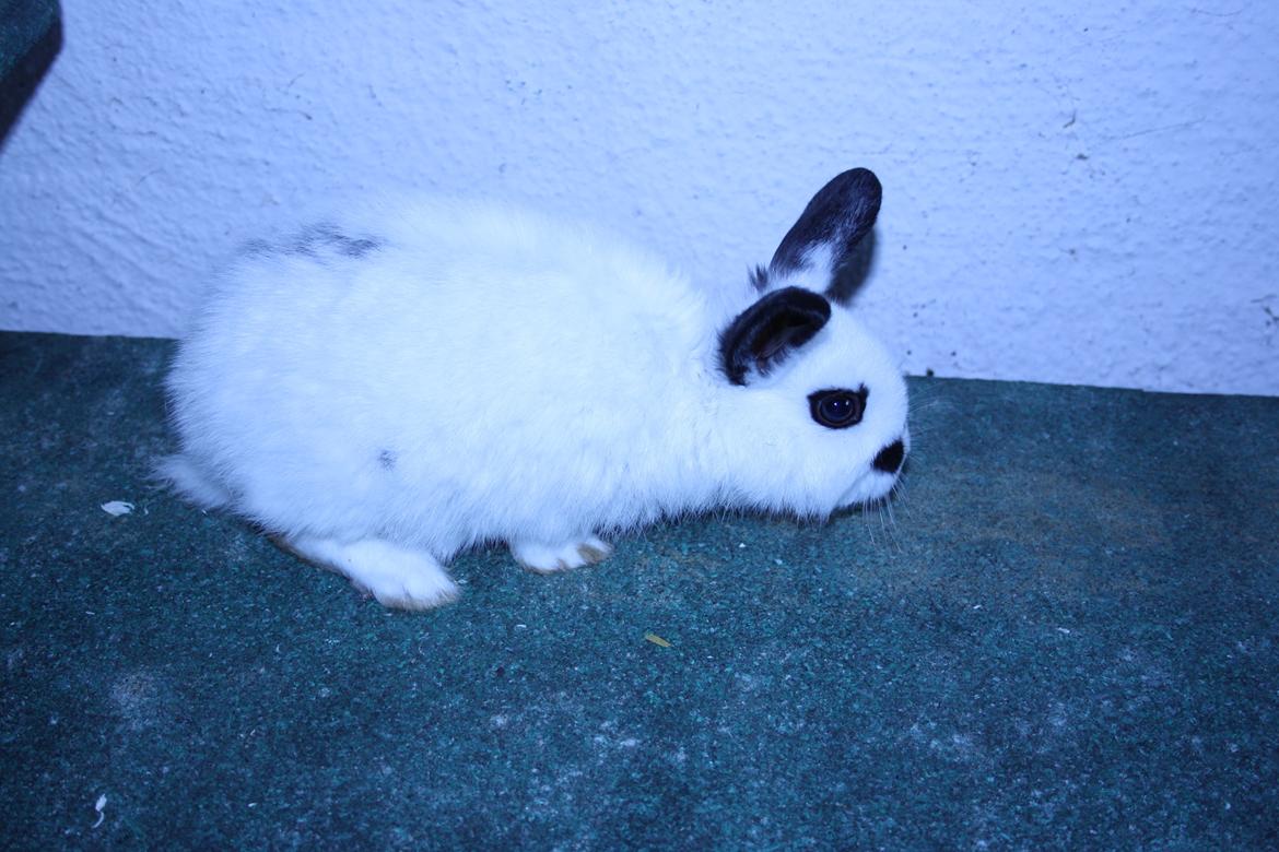 Kanin Spot billede 14