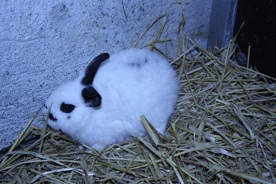 Kanin Spot billede 15