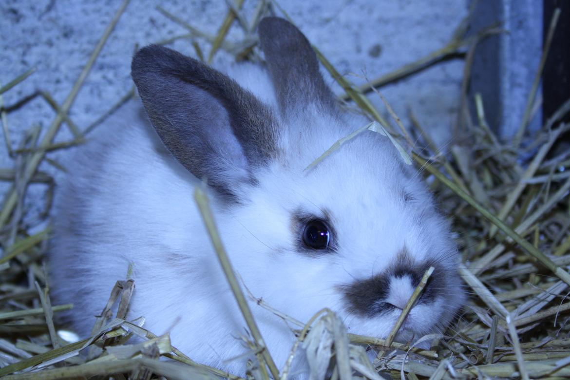 Kanin vimse billede 7