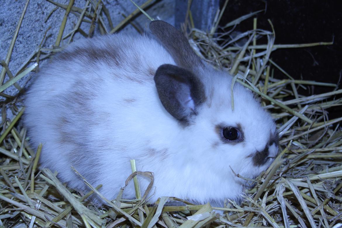 Kanin vimse billede 5