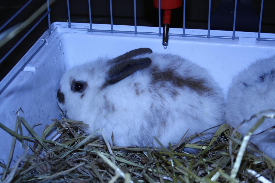 Kanin vimse billede 6