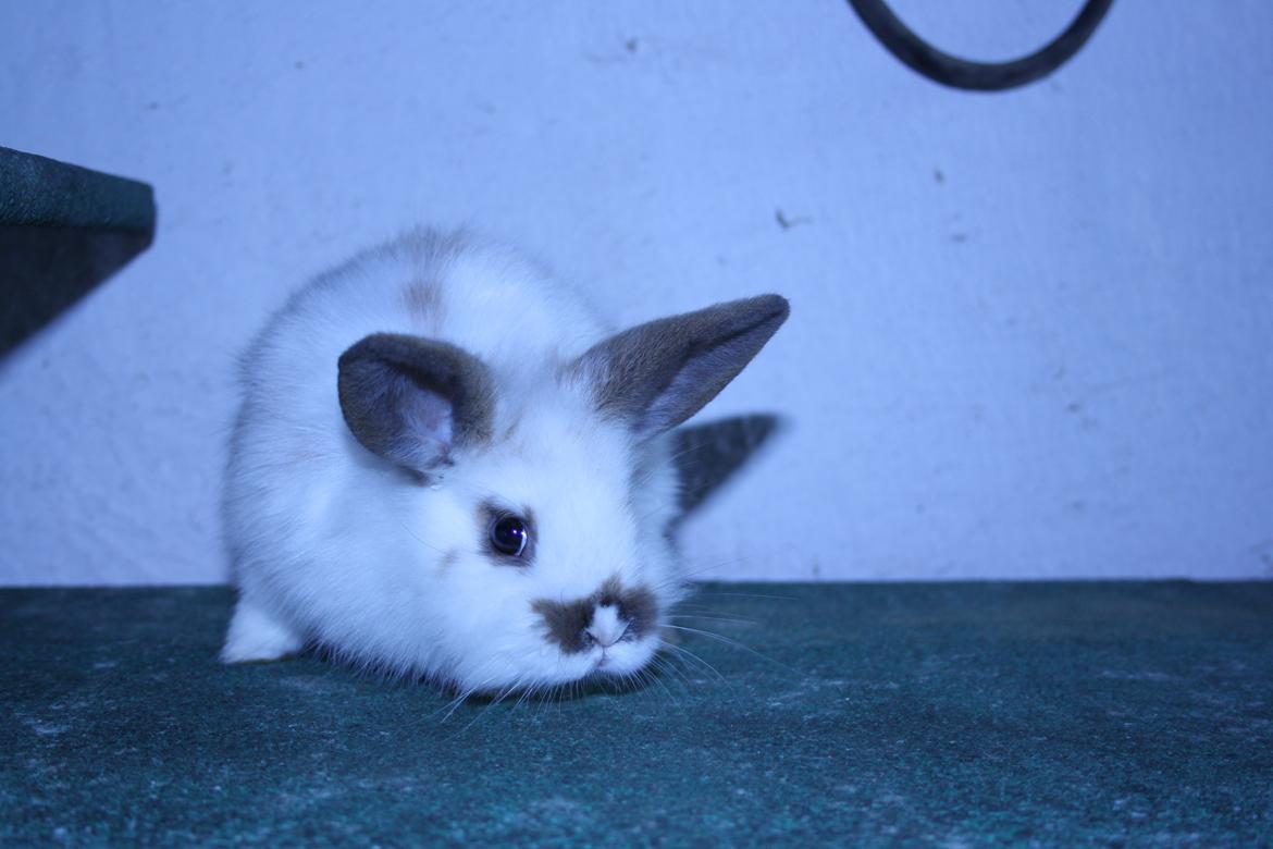 Kanin vimse billede 4