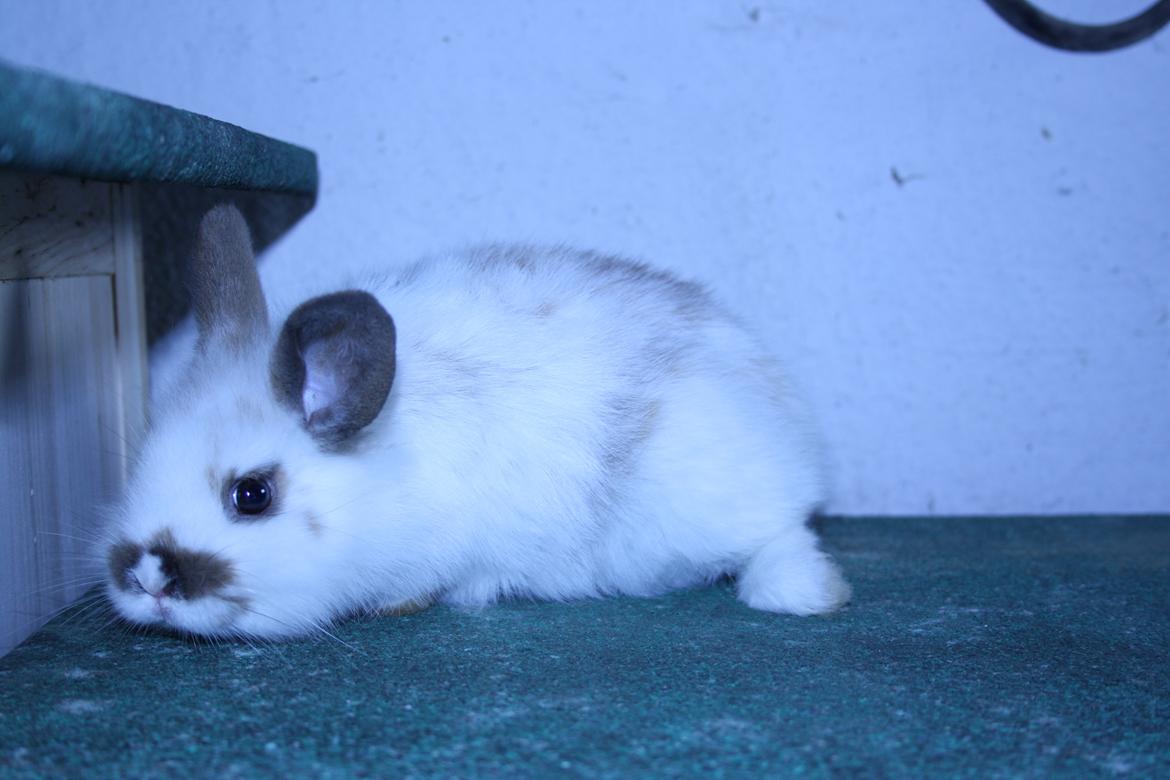 Kanin vimse billede 8