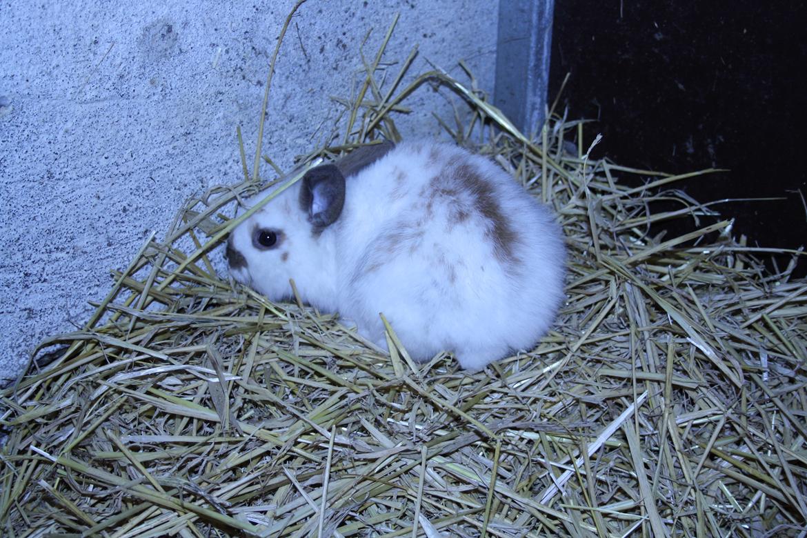 Kanin vimse billede 10