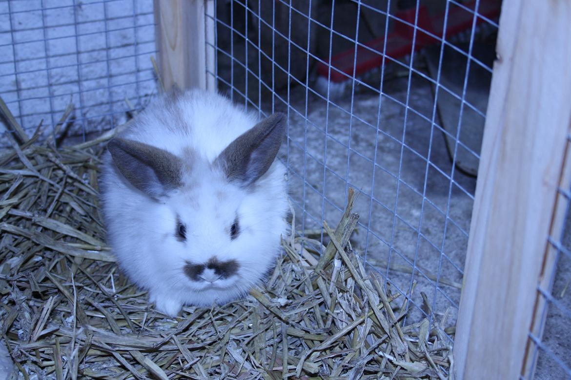 Kanin vimse billede 11