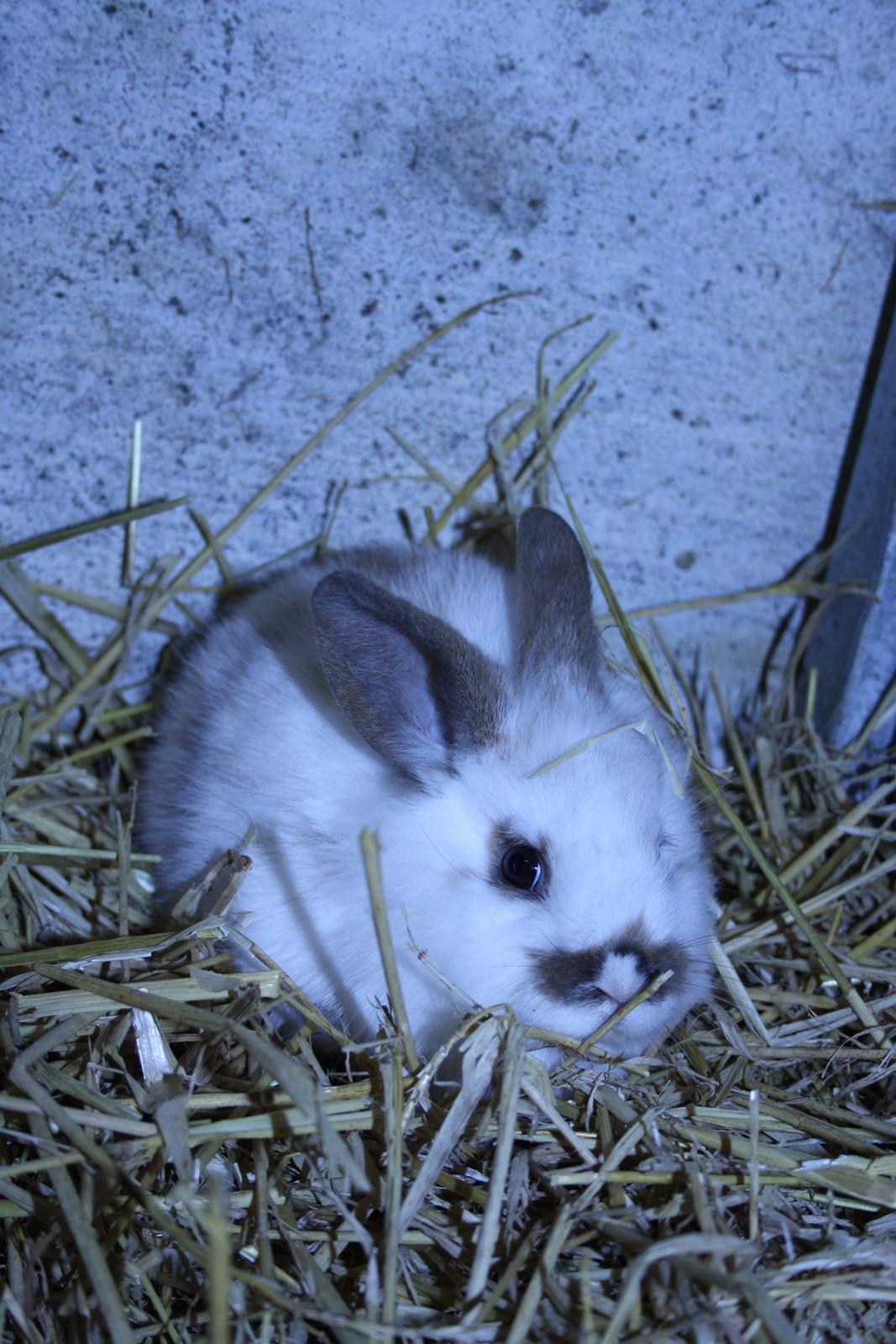 Kanin vimse billede 2