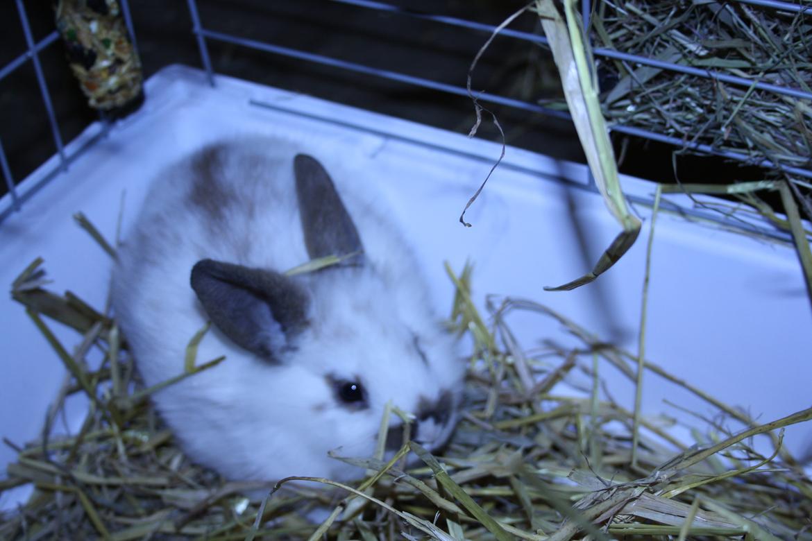 Kanin vimse billede 13