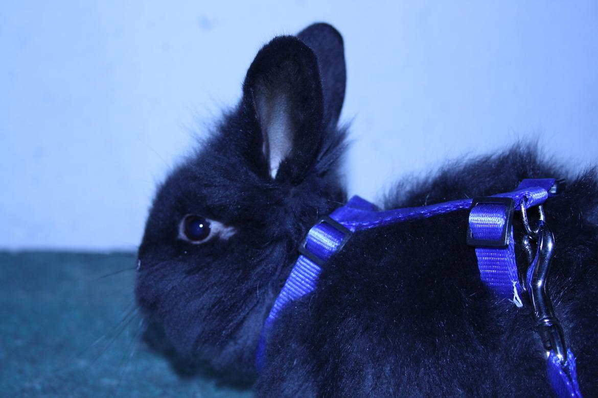 Kanin stampe billede 3