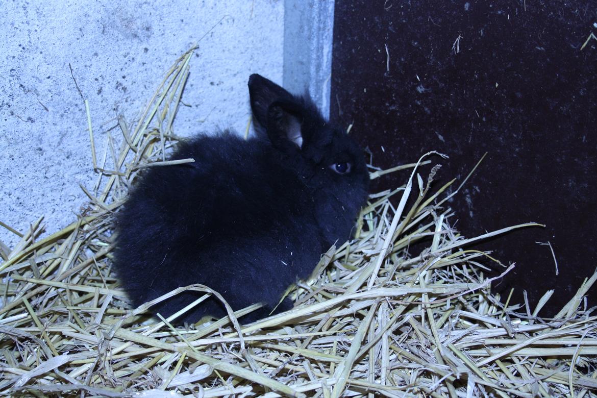 Kanin stampe billede 5