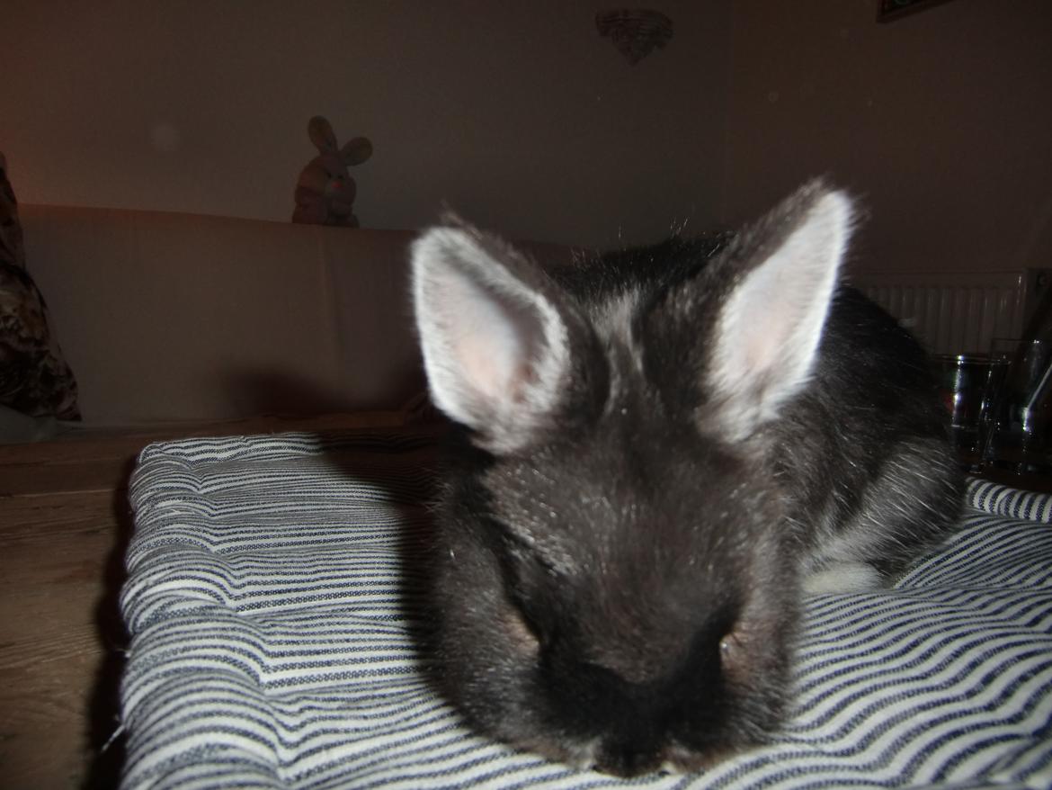 Kanin Mynte - Hermelin billede 2