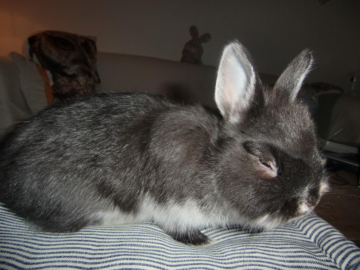 Kanin Mynte - Hermelin billede 3