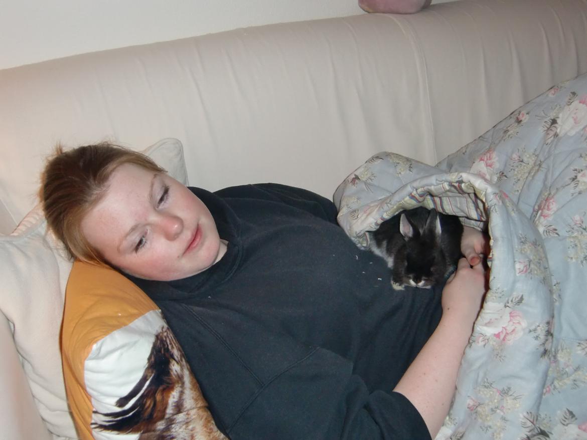 Kanin Mynte - Hermelin billede 4