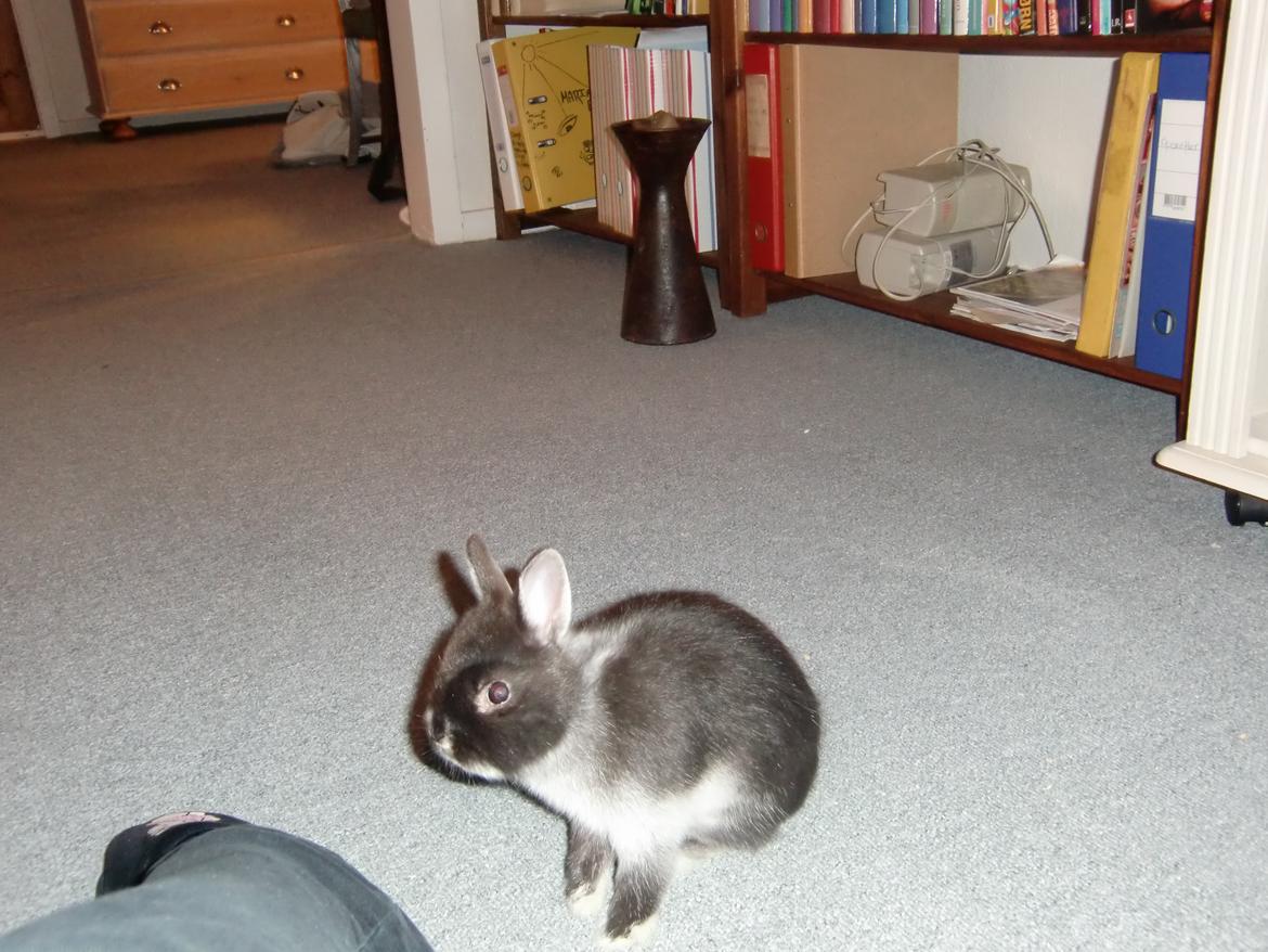 Kanin Mynte - Hermelin billede 5