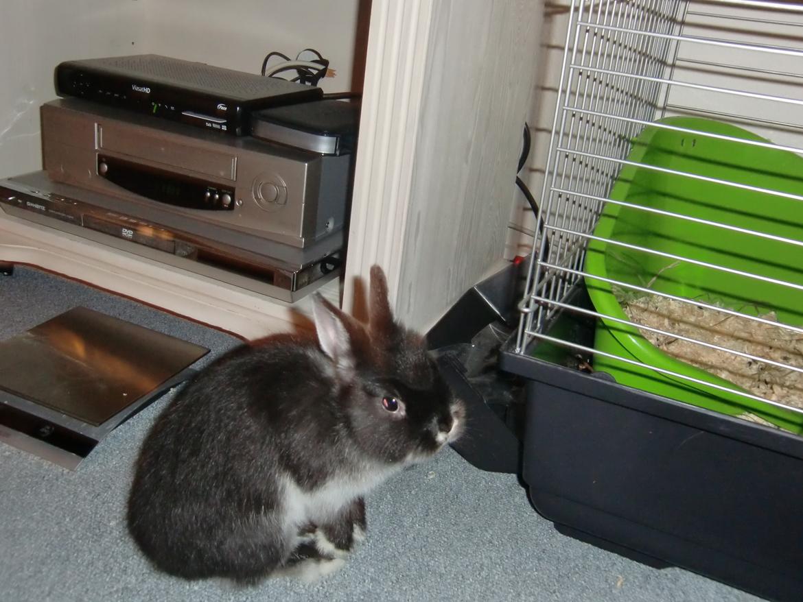 Kanin Mynte - Hermelin billede 6