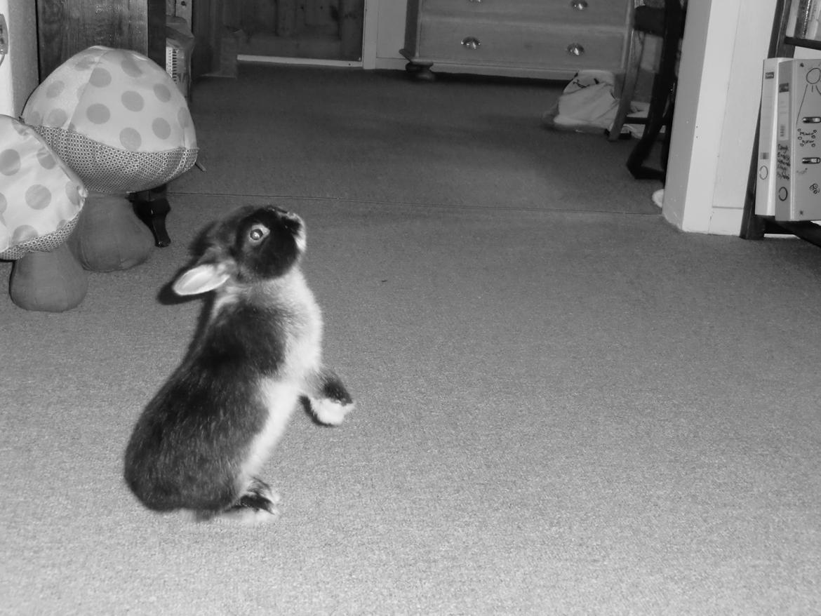 Kanin Mynte - Hermelin billede 7