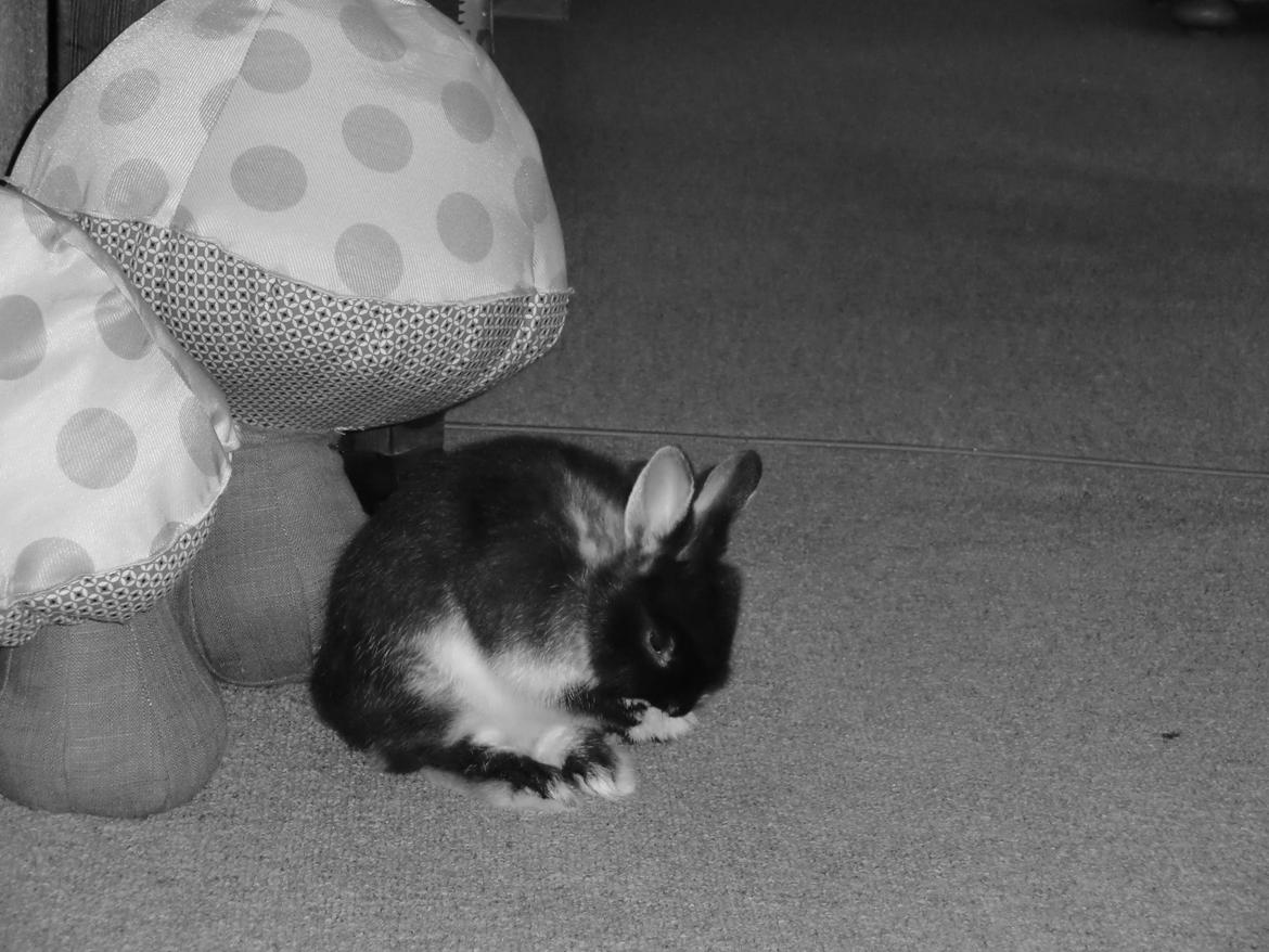 Kanin Mynte - Hermelin billede 8