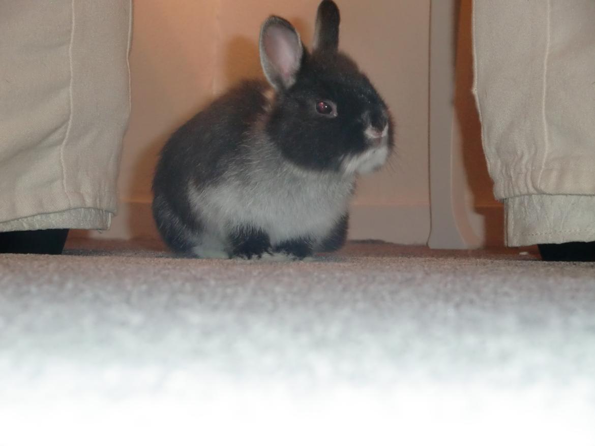 Kanin Mynte - Hermelin billede 9