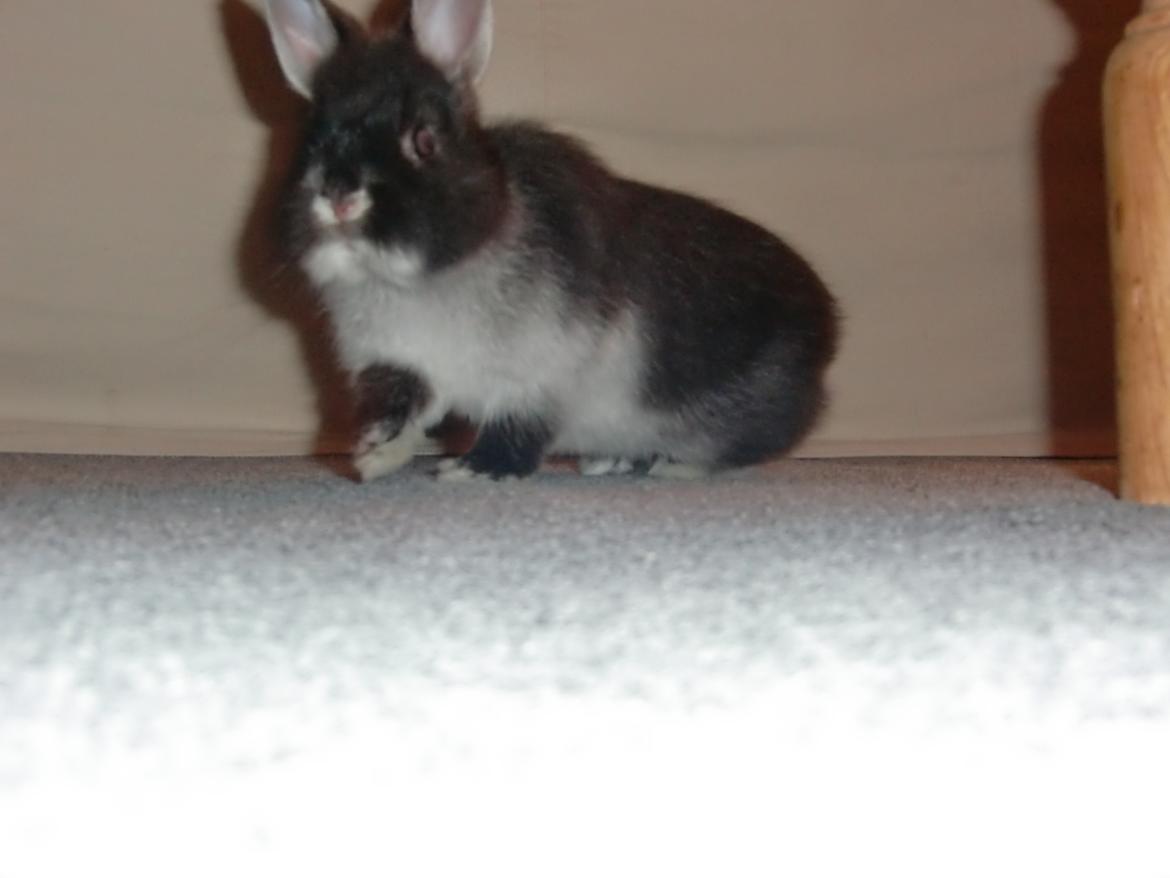 Kanin Mynte - Hermelin billede 10