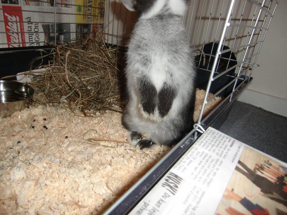 Kanin Mynte - Hermelin billede 11