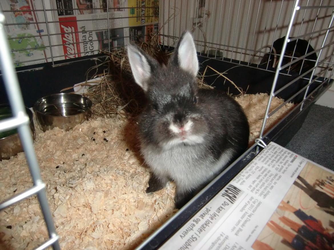 Kanin Mynte - Hermelin billede 12