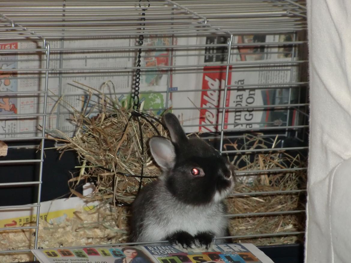 Kanin Mynte - Hermelin billede 13