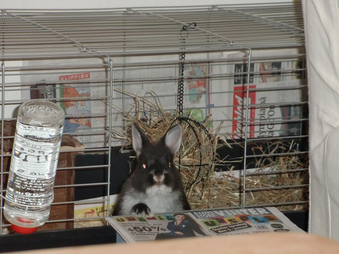 Kanin Mynte - Hermelin billede 14