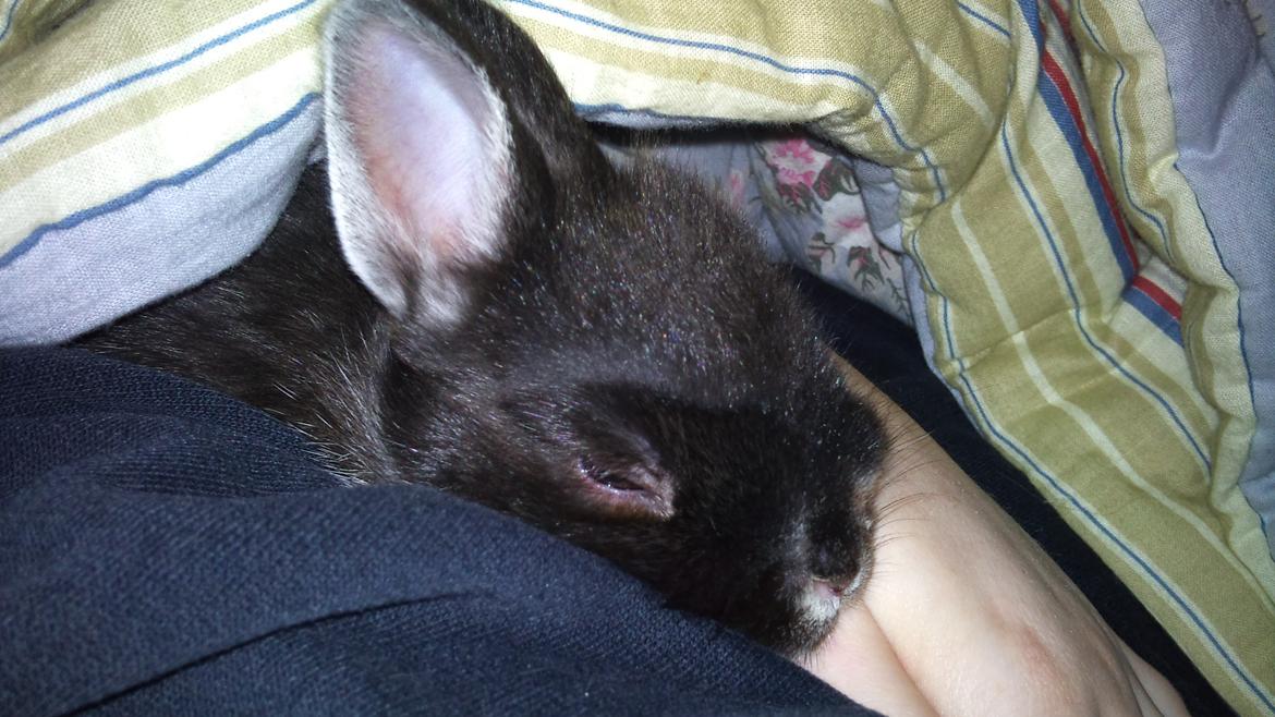 Kanin Mynte - Hermelin billede 15