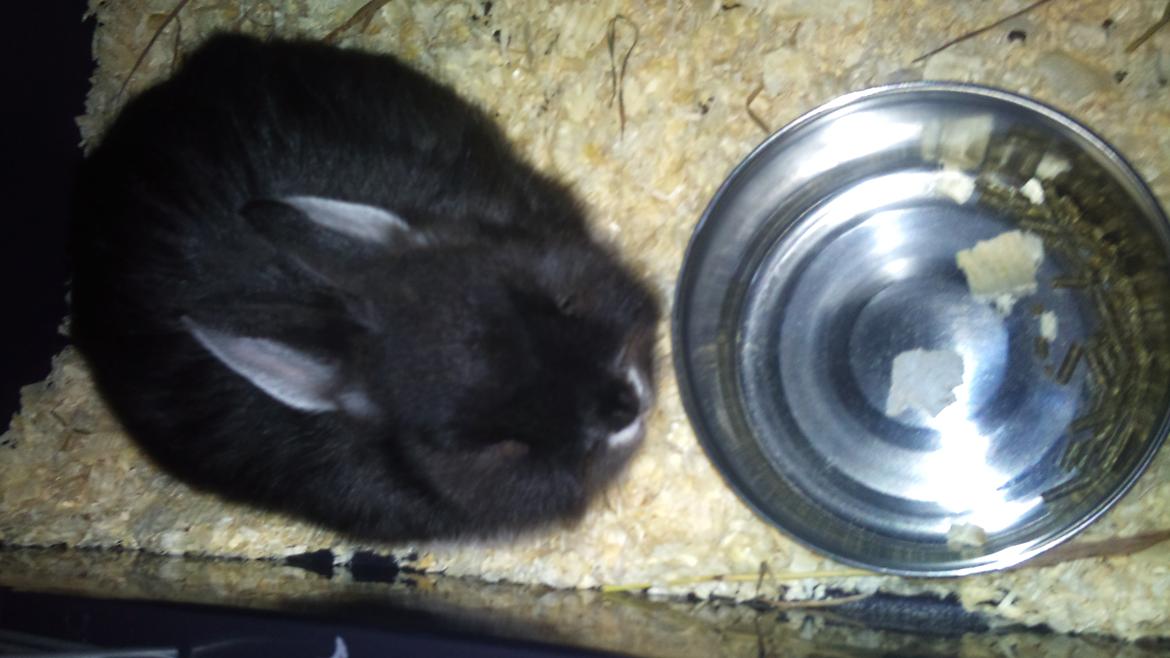 Kanin Mynte - Hermelin billede 16