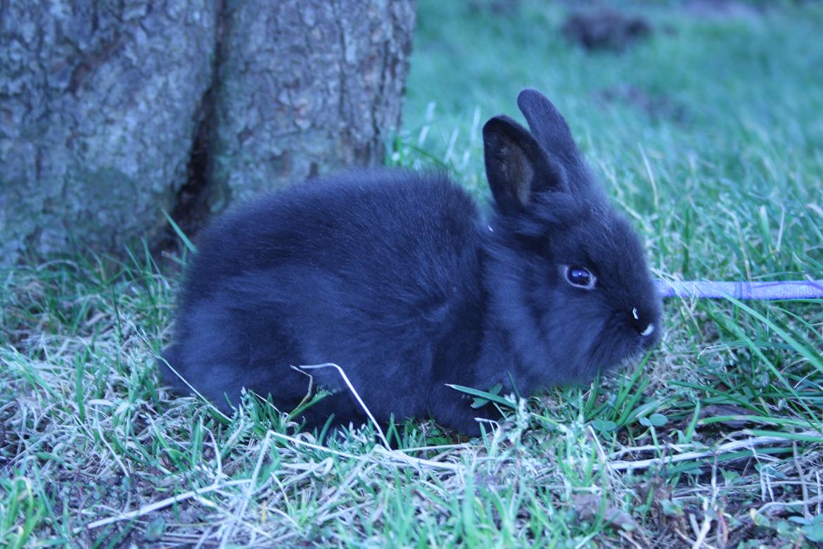 Kanin stampe billede 1