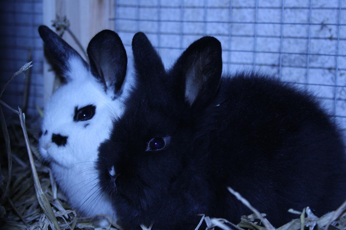 Kanin stampe billede 2