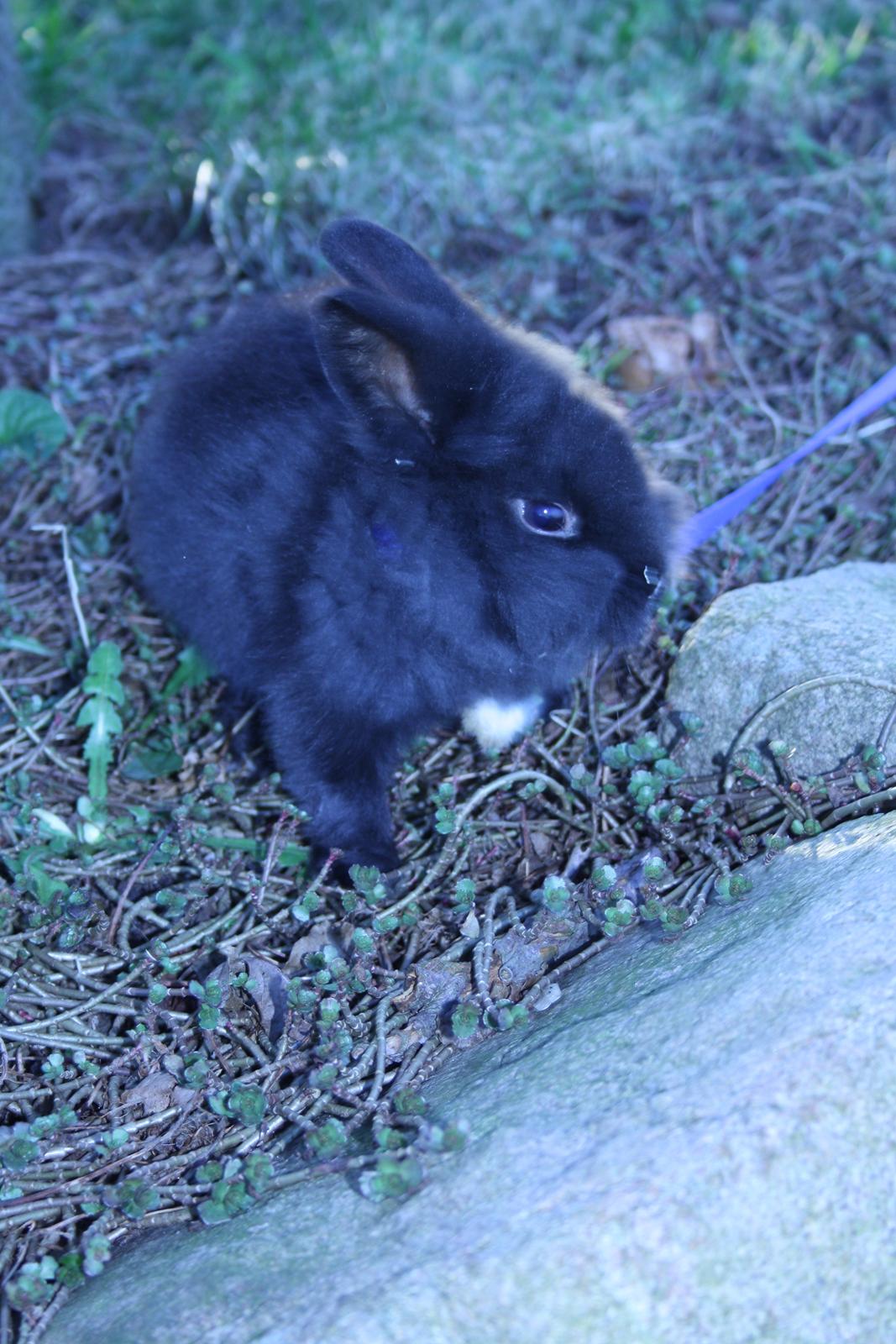 Kanin stampe billede 6