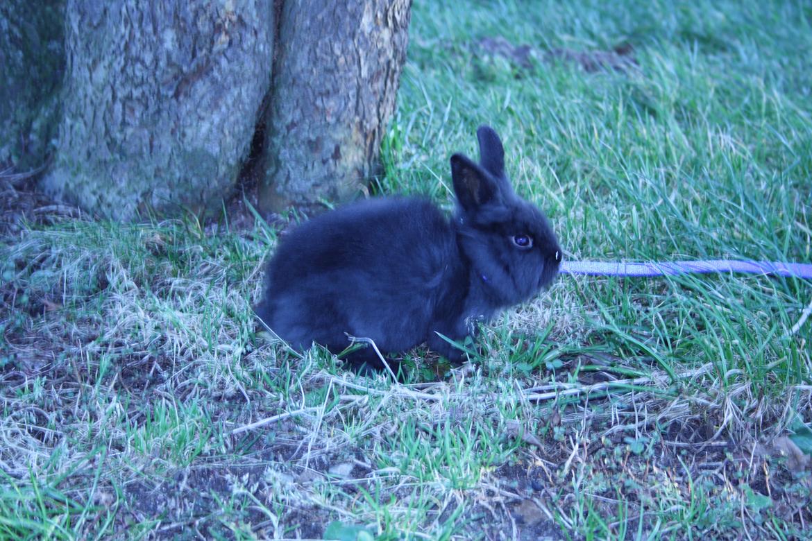 Kanin stampe billede 4