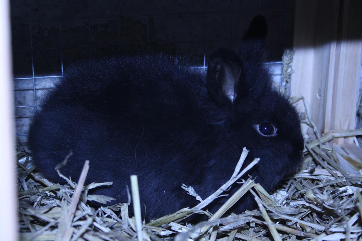 Kanin stampe billede 7