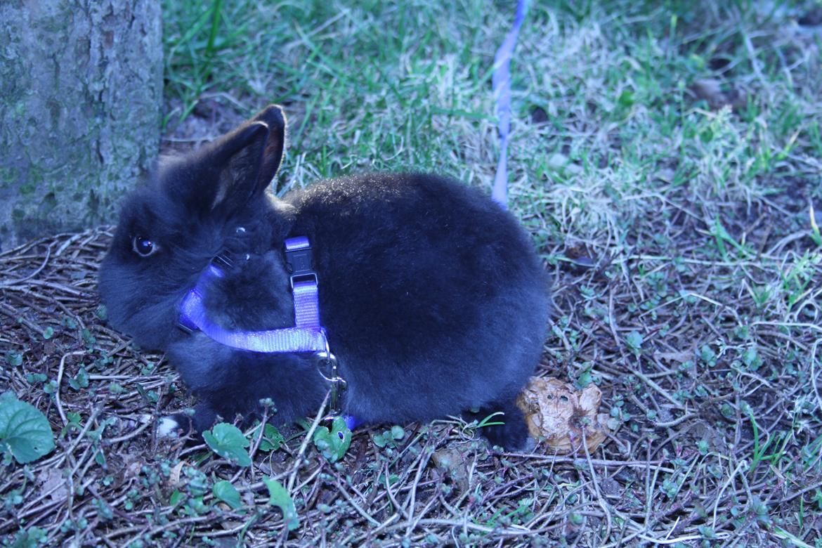 Kanin stampe billede 8