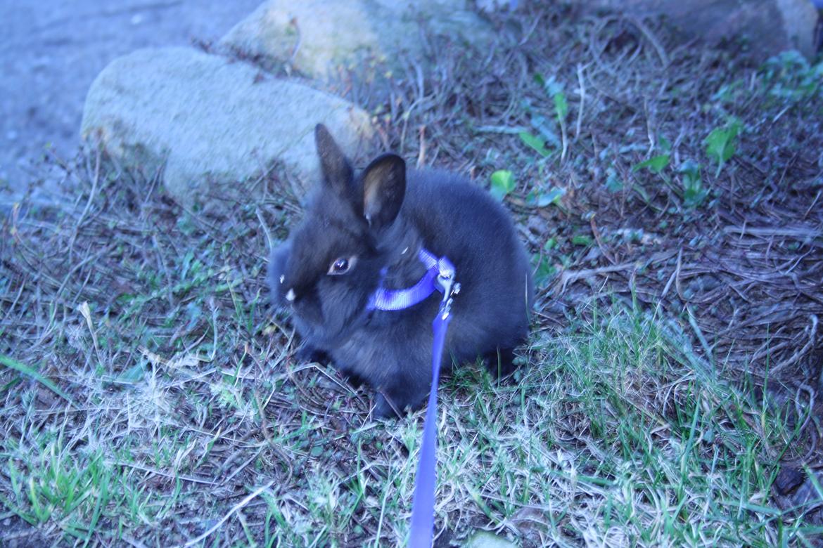 Kanin stampe billede 9