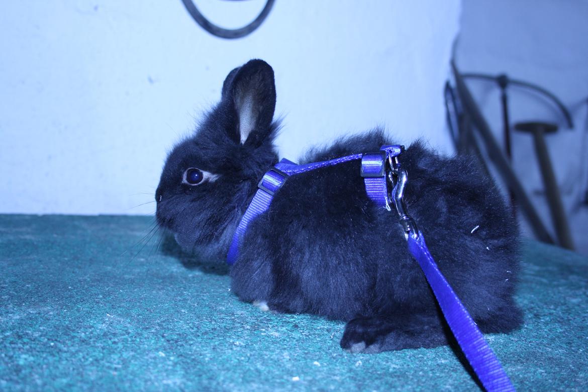 Kanin stampe billede 10