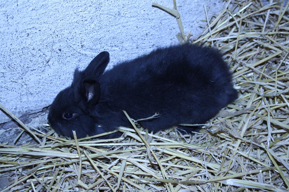 Kanin stampe billede 12